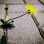 How to stop weeds in block paving