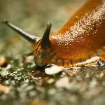 Why Do Slugs Come into My House and How To Get Rid of Them?