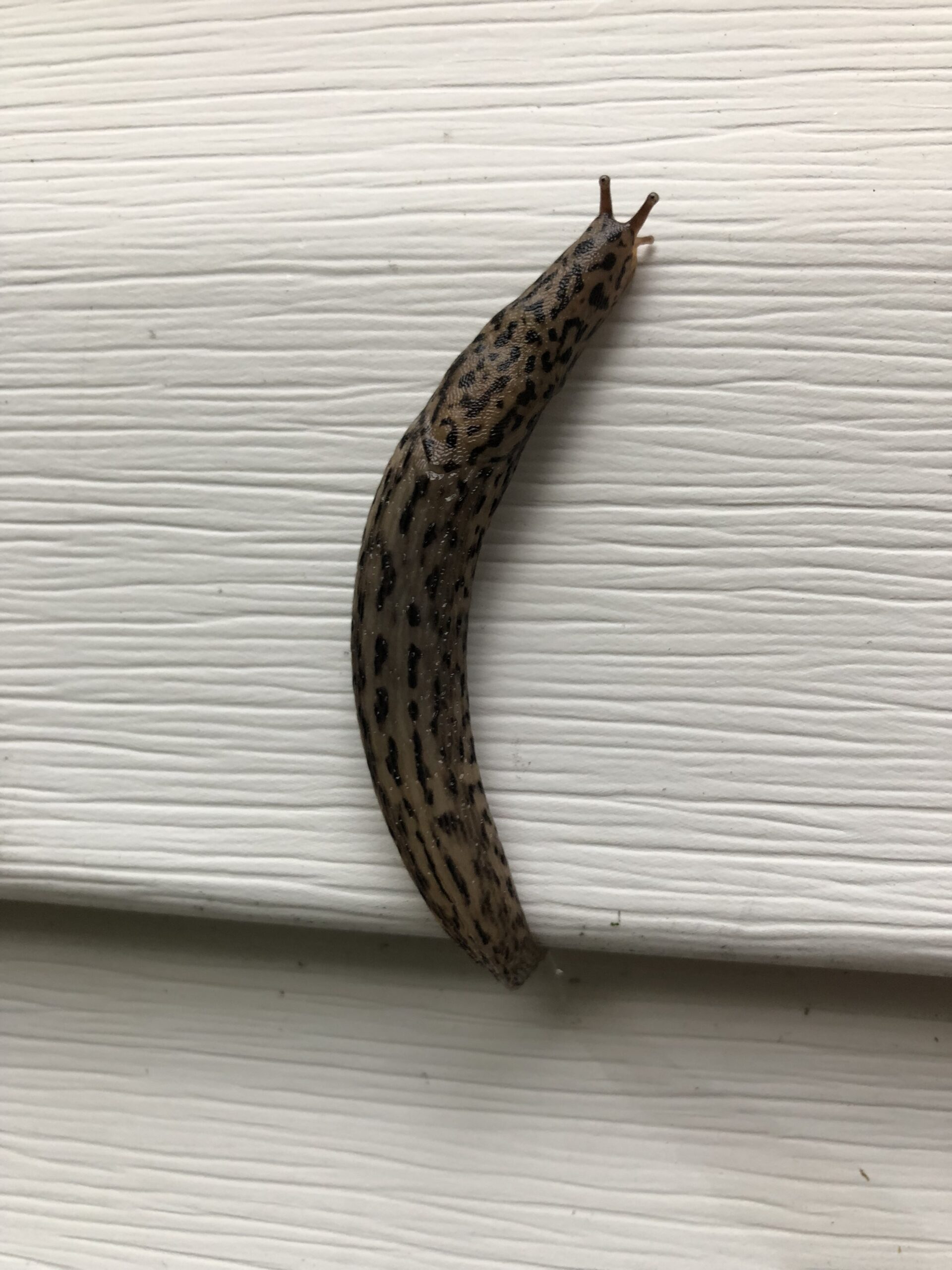 How To Get Rid Of Slugs In Your House Guides4Homeowners