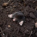 How to Prevent and Get Rid of Moles in The Garden